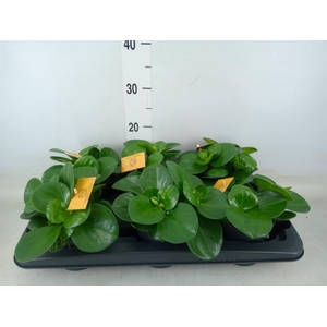 Peperomia obt. 'Green Gold'
