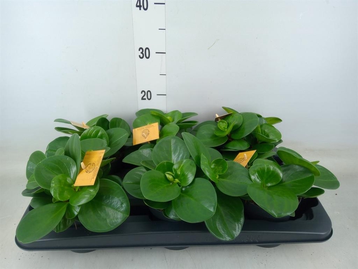 <h4>Peperomia obt. 'Green Gold'</h4>