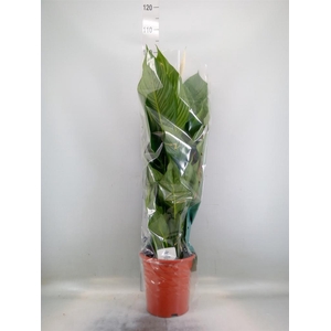 Spathiphyllum  'Sweet Lauretta'