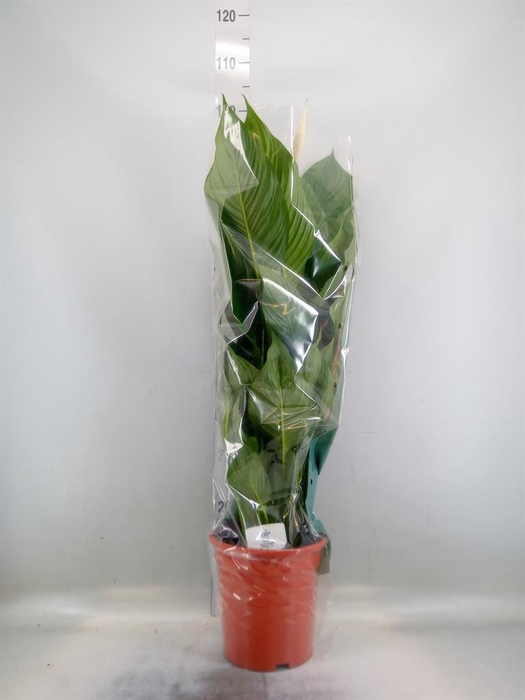 <h4>Spathiphyllum  'Sweet Lauretta'</h4>