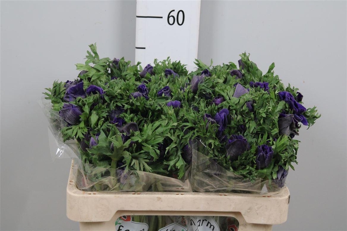 <h4>Anem Co Galil Blauw</h4>