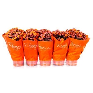 KAL GE PERFECTA ORAN