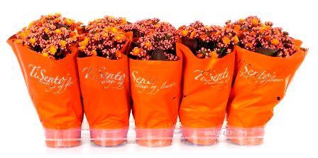 <h4>KAL GE PERFECTA ORAN</h4>