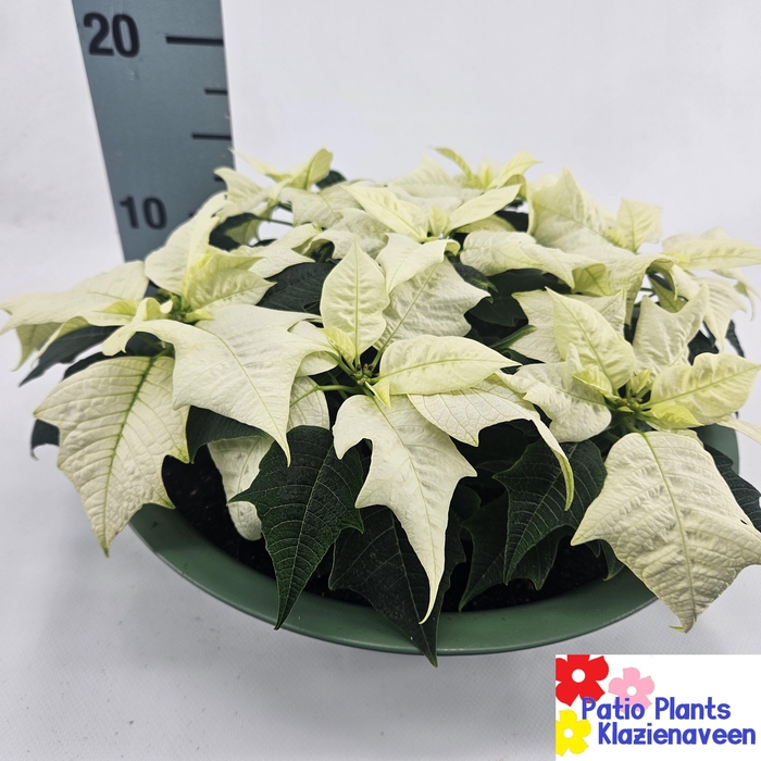 <h4>EUPHOR P ALASKA</h4>