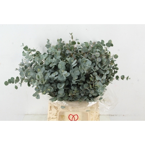 EUC GUNNII 200GR SHORT