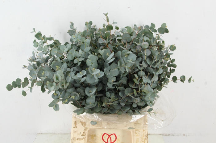 <h4>EUC GUNNII 200GR SHORT</h4>