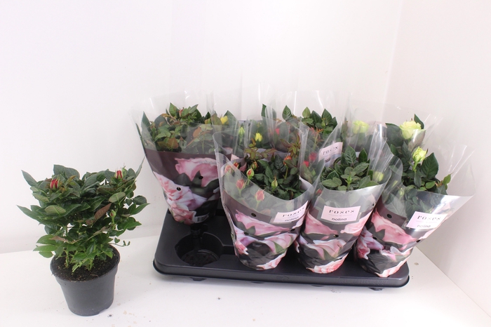 <h4>RO PATHIT GEM 4 SRT</h4>