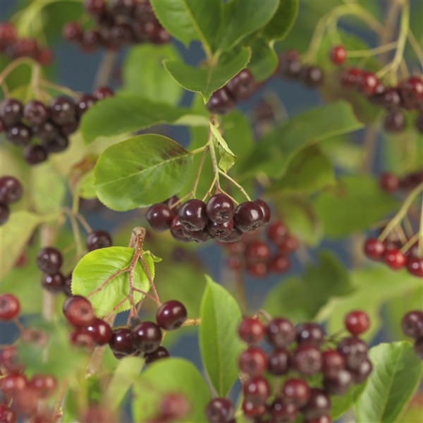 <h4>Aronia prunifolia 'Viking' 3.0 label</h4>