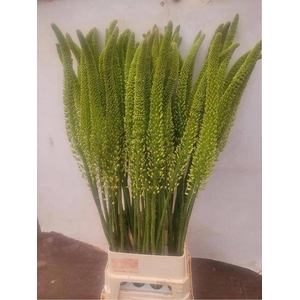 EREMURUS MONEYMAKER
