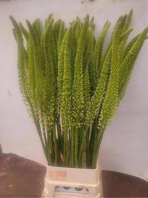 <h4>EREMURUS MONEYMAKER</h4>