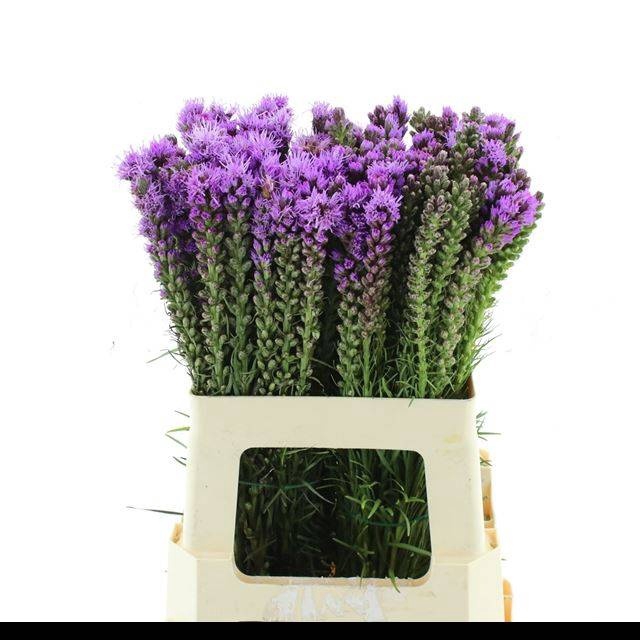 <h4>LIATRIS SPICATA</h4>