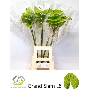 ANTH A GRAND SLAM 20 XXl