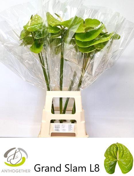 <h4>ANTH A GRAND SLAM 20 XXl</h4>