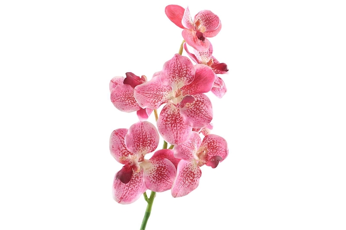 <h4>Vanda Orchid Pink Light FL430225LPK</h4>