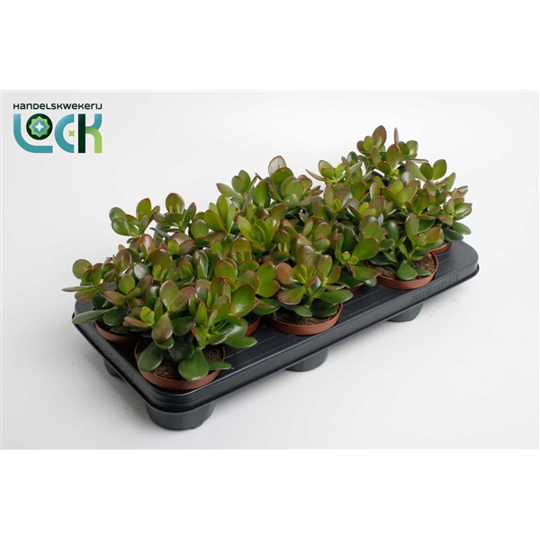 <h4>Crassula Argentea Ovata</h4>