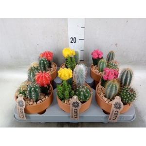 Arr.  Cactus L%