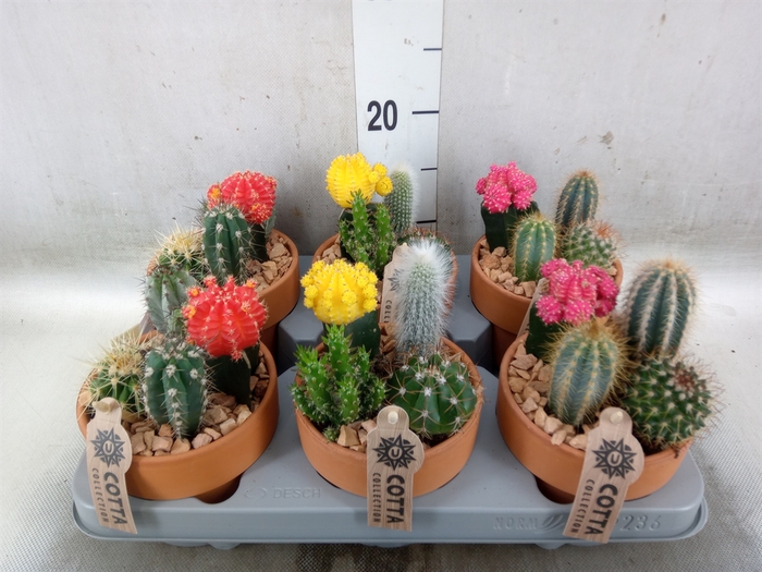 <h4>Arr.  Cactus L%</h4>
