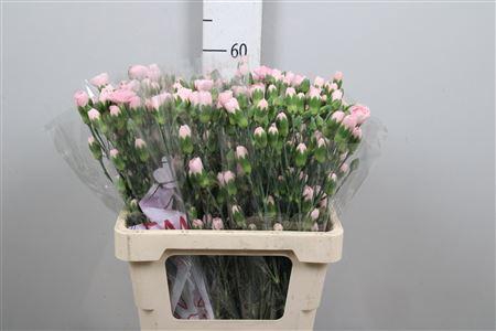 <h4>Di Tr Westdiamond</h4>