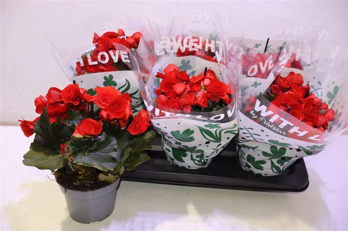 <h4>Beg Du Baladin</h4>