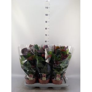 Anthurium andr. 'Essencia'