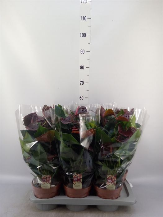 <h4>Anthurium andr. 'Essencia'</h4>