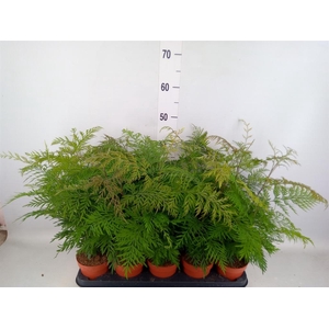 Grevillea robusta