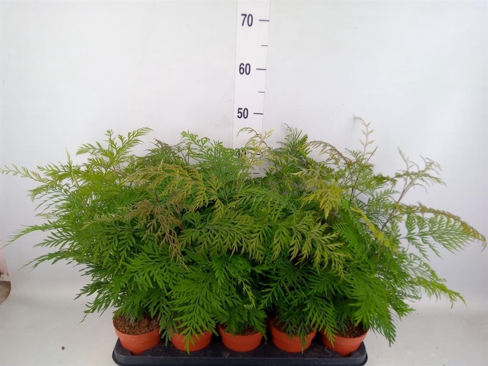 <h4>Grevillea robusta</h4>