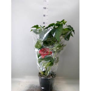 Hibiscus mosch. 'Oak Red'