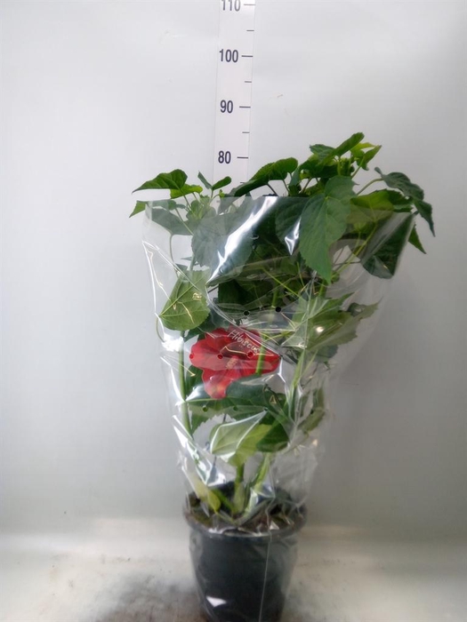 <h4>Hibiscus mosch. 'Oak Red'</h4>