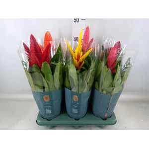 Vriesea   ...mix
