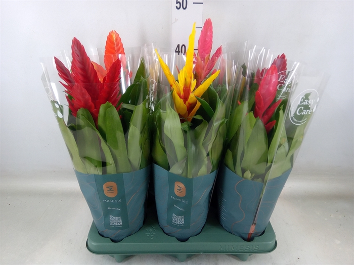 <h4>Vriesea   ...mix</h4>