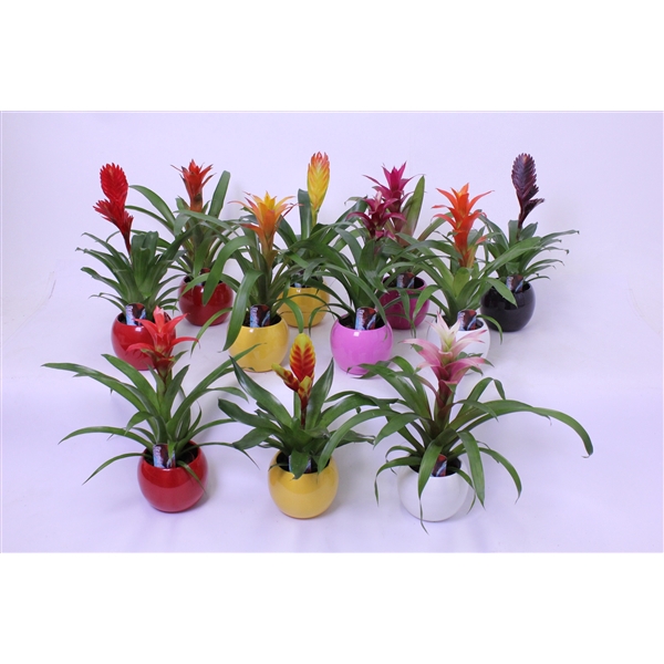 <h4>Bromelia variés</h4>