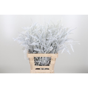 Grevilea Ivanhoe Kl Bh Wit