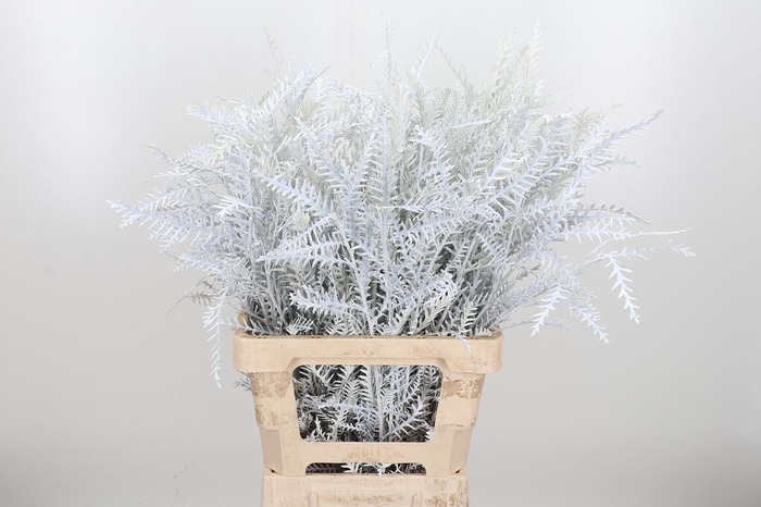 <h4>Grevilea Ivanhoe Kl Bh Wit</h4>