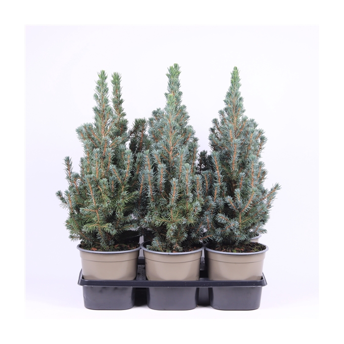 <h4>Picea glauca 'Sander's Blue'</h4>