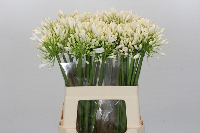 <h4>Agapanthus White Heaven</h4>