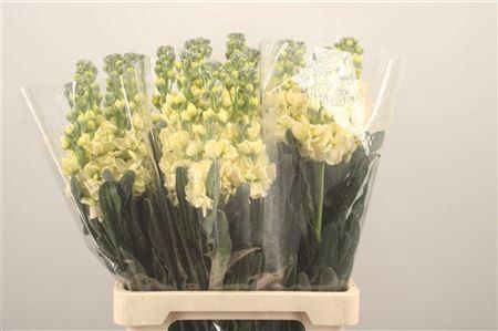 <h4>Matth Iron * Premium* Yellow</h4>