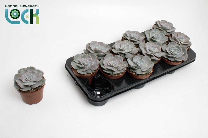 <h4>Echeveria Runyonii (Lilacina)</h4>