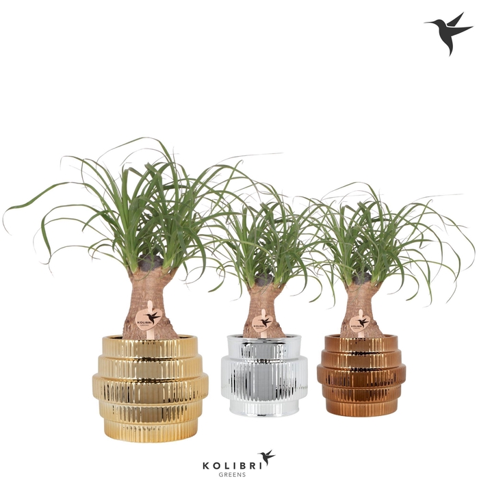 <h4>Kolibri Greens Beaucarnea in Allure Shiny pot mix</h4>