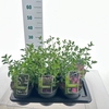 Salvia microphylla
