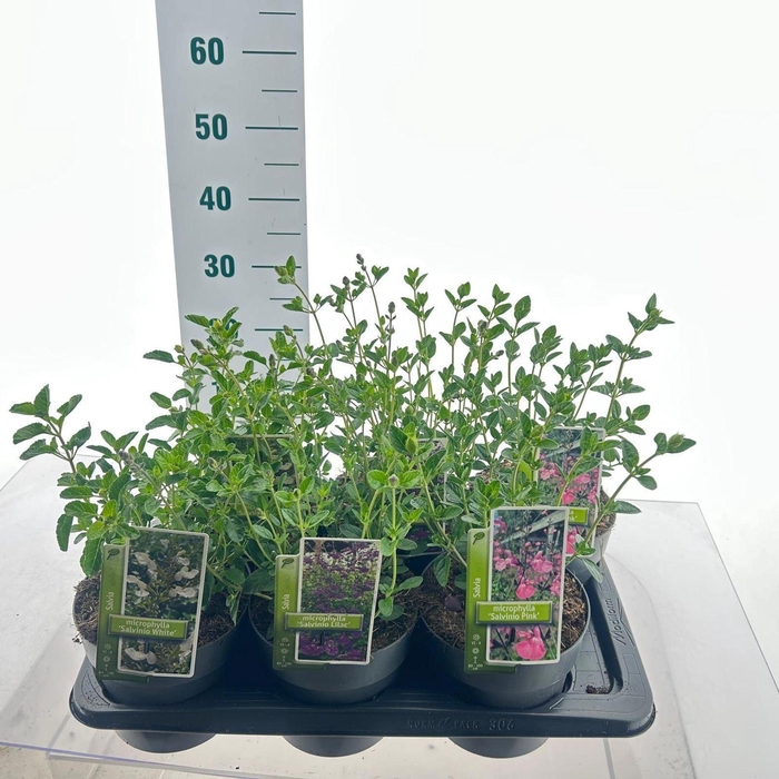 Salvia microphylla