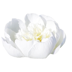 Paeonia Bridal Shower