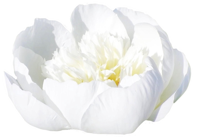 <h4>Paeonia Bridal Shower</h4>