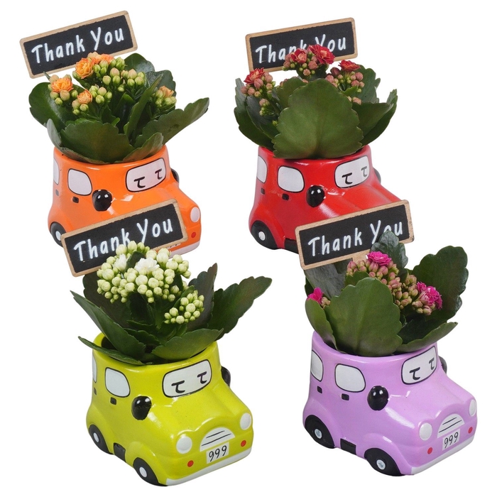 <h4>Arr.   Planten L%</h4>