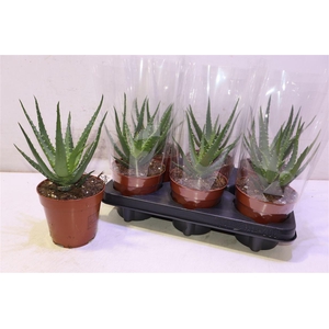 arr8 Aloe Arborescens
