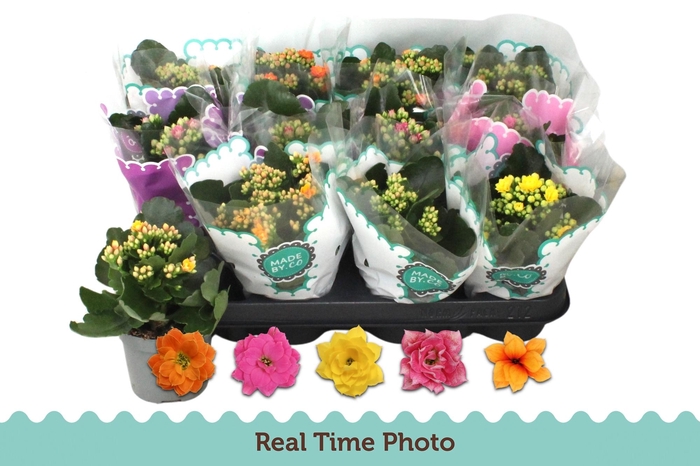 <h4>KAL GE GEM 5 KL</h4>