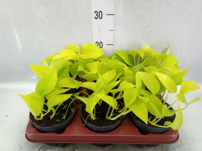 <h4>Epipremnum pinn. 'Golden Pothos'</h4>