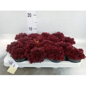 Sempervivum   ...
