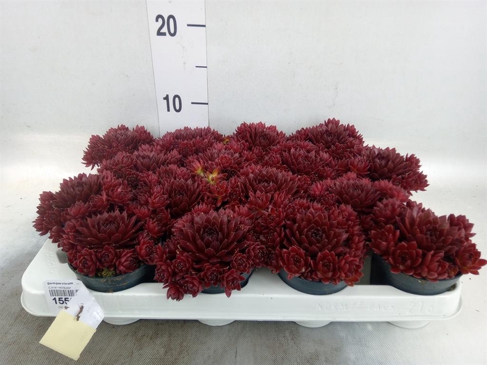 <h4>Sempervivum ...</h4>