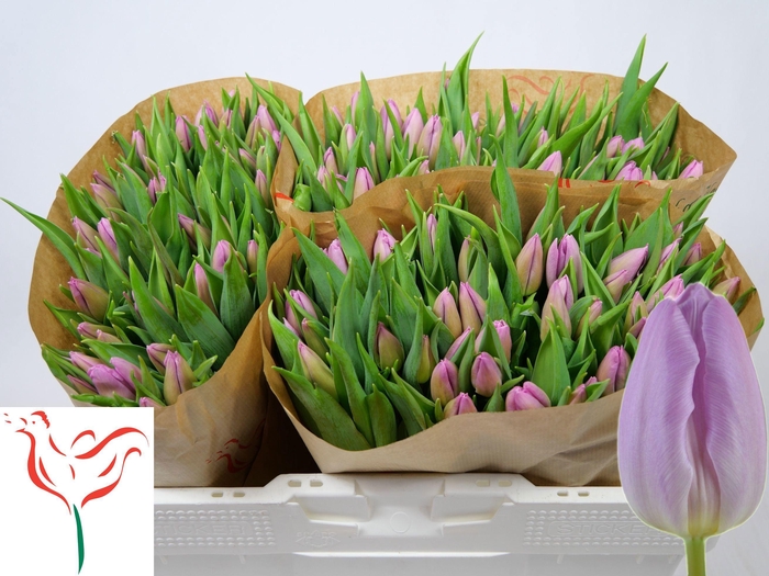 <h4>TU EN CANDY PRINCE</h4>